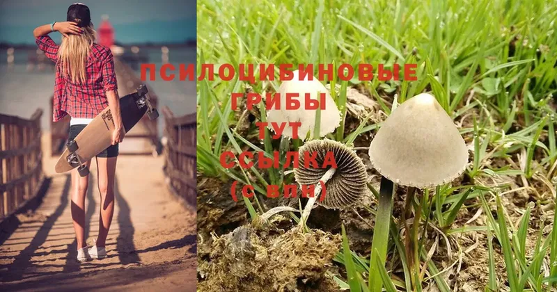 Галлюциногенные грибы Psilocybine cubensis  купить наркотики сайты  Лакинск 